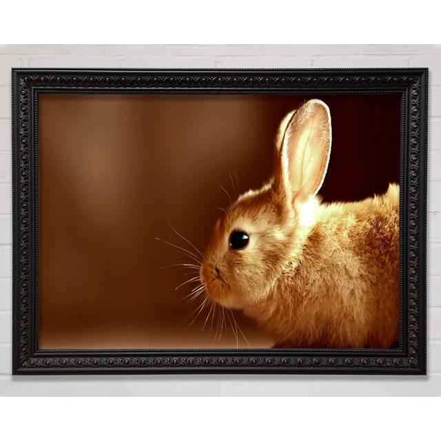 Bunny Whiskers Framed Print Bright Star Size: 42cm H x 59.7cm W on Productcaster.