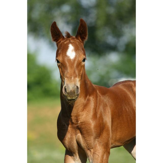 Brown Horse - Wrapped Canvas Print Natur Pur Size: 76cm H x 51cm W on Productcaster.