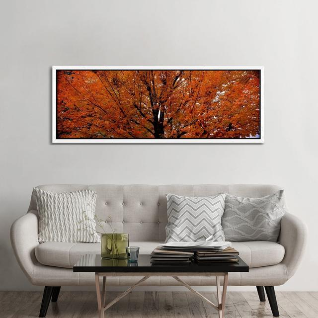 Maple Tree In AutumnVermont, USA by Panoramic Images - Panoramic Gallery-Wrapped Canvas Giclée on Canvas ClassicLiving Format: White Framed, Size: 60. on Productcaster.