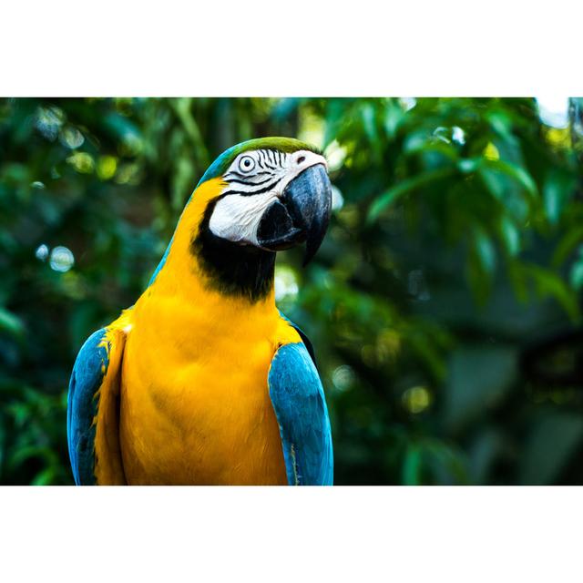 Blue and Yellow Macaw Tropical Bird, Brazilian Rainforest by Fg Trade - Wrapped Canvas Photograph Pergo Classics Size: 60.96cm H x 91.44cm W on Productcaster.