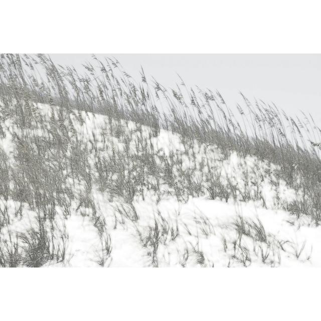 Lush Dunes II by Sharon Chandler - Wrapped Canvas Photograph Rosalind Wheeler Size: 81cm H x 122cm W on Productcaster.