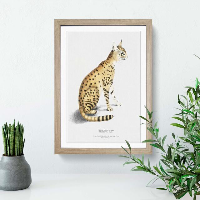 Asiatic Wildcat Illustration by John Edward Gray - Picture Frame Painting on Paper East Urban Home Size: 33cm H x 24cm W x 2cm D, Format: Oak on Productcaster.