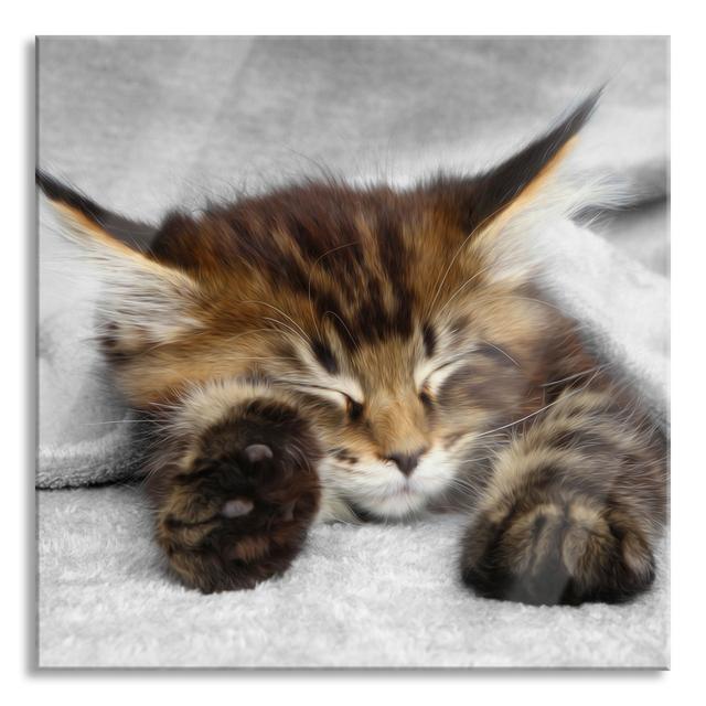 Sleeping Cat with Large Ears - Unframed Photograph on Glass Ebern Designs Size: 60cm H x 60cm W on Productcaster.