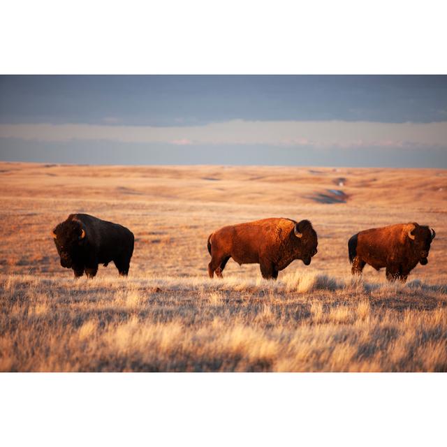 Grasslands National Park by Mysticenergy - No Frame Art Prints on Canvas Natur Pur Size: 51cm H x 76cm W on Productcaster.