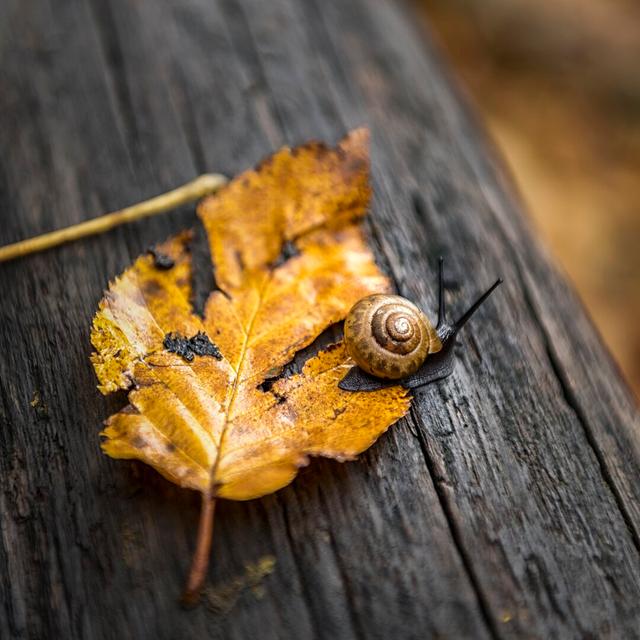 Snail's Pace by Danny Head - Wrapped Canvas Photograph Union Rustic Size: 76cm H x 76cm W x 3.8cm D on Productcaster.