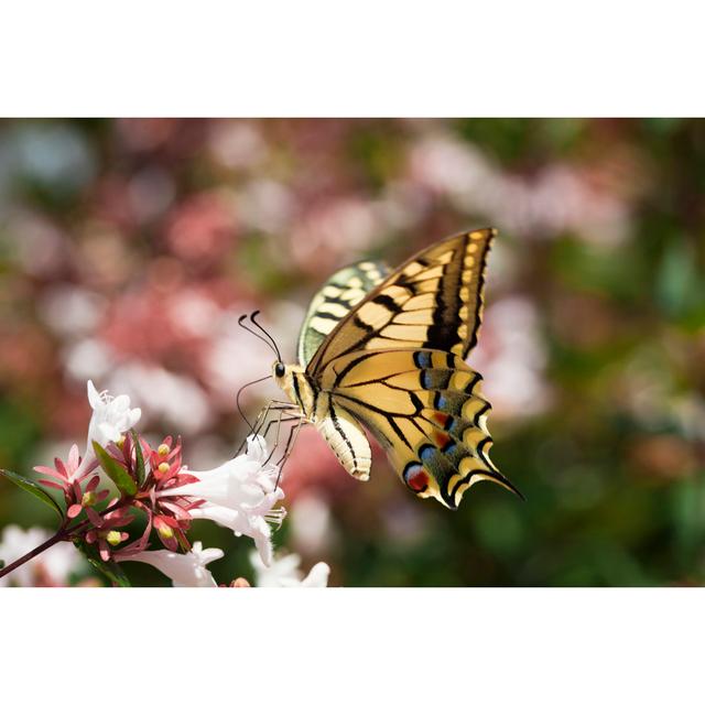 Siddell Butterfly by Tolola - Wrapped Canvas Photograph Brambly Cottage Size: 20cm H x 30cm W x 3.8cm D on Productcaster.