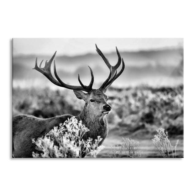 Proud Dear in Meadow - Unframed Photograph on Glass Union Rustic Size: 70cm H x 100cm W x 0.4cm D on Productcaster.