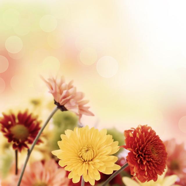 Colourful Mums Flowers - Wrapped Canvas Photograph Latitude Run Size: 76cm H x 76cm W on Productcaster.