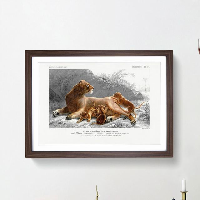 African Lion With Cubs by Charles D' Orbigny - Single Picture Frame Painting East Urban Home Size: 24cm H x 33cm W x 2cm D, Frame Option: Walnut Frame on Productcaster.