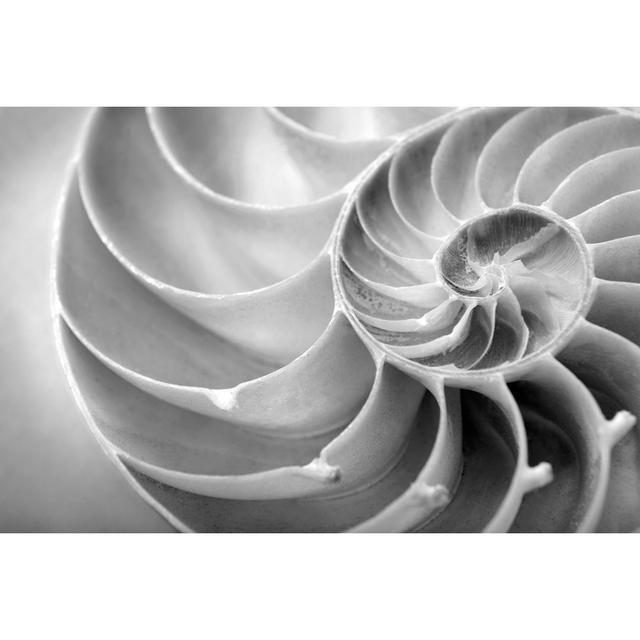 Nautilus Close Up by Skodonnell - Print Wall Art Production Network Size: 81cm H x 122cm W x 3.8cm D on Productcaster.