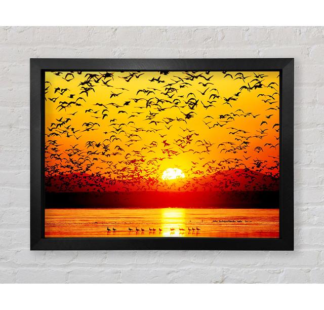 Die Vögel im goldenen Sonnenuntergang - Einzelne Bilderrahmen Kunstdrucke Bright Star Größe: 42cm H x 59,7cm B on Productcaster.