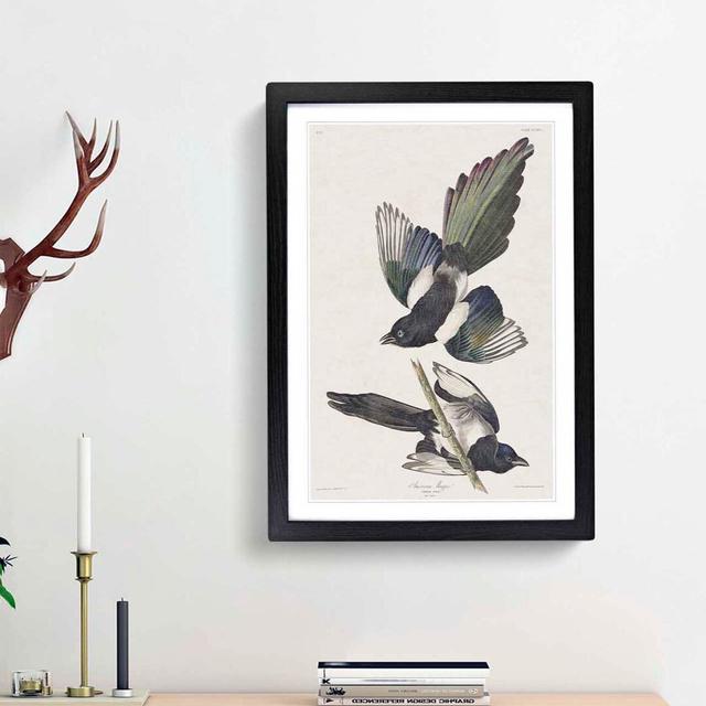 American Magpie by John Audubon - Single Picture Frame Painting East Urban Home Frame Option: Black Framed, Size: 63cm H x 45cm W x 2cm D on Productcaster.