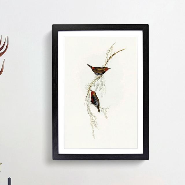 Painted Finch Birds by Elizabeth Gould - Picture Frame Painting Print East Urban Home Size: 65cm H x 48cm W x 2cm D, Frame Option: Black Framed on Productcaster.