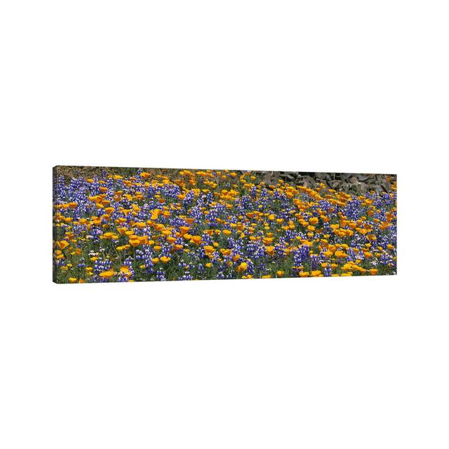 California Golden Poppies (Eschscholzia Californica) And Bush Lupines (Lupinus Albifrons), Table Mountain, California, USA - Wrapped Canvas Panoramic on Productcaster.