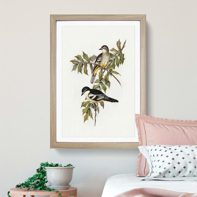 Northern Cuckooshrike by Elizabeth Gould - Picture Frame Painting Print East Urban Home Frame Option: Oak Framed, Size: 48cm H x 36cm W x 2cm D on Productcaster.