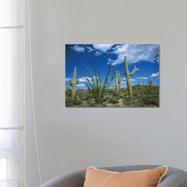 Saguaro Cactus, Ocotillo Cactus, And Cholla Prickly Pear by Tom Vezo - Wrapped Canvas Print 17 Stories Size: 45.72cm H x 66.04cm W x 3.81cm D on Productcaster.