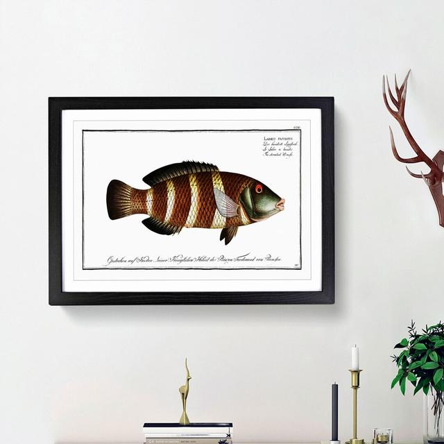 Streaked Wrasse Fish by M.E. Bloch - Picture Frame Graphic Art Print East Urban Home Frame Option: Black Framed, Size: 36cm H x 48cm W x 2cm D on Productcaster.