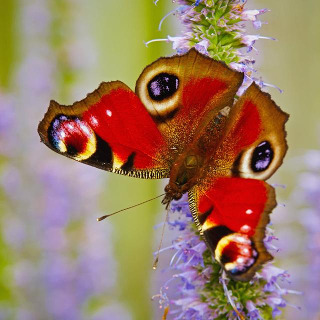 Spearville European Peacock Butterfly by NickBiemans - Print Brambly Cottage Size: 51cm H x 51cm W x 3.8cm D on Productcaster.