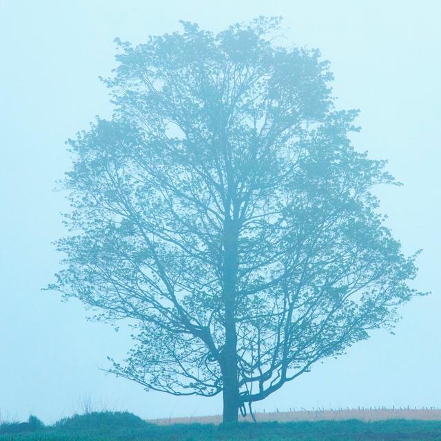 Spring Tree by James McLoughlin - Wrapped Canvas Photograph Ebern Designs Size: 122cm H x 122cm W on Productcaster.