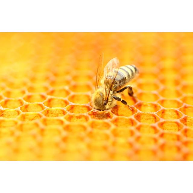 Honeybee - Wrapped Canvas Photograph Brambly Cottage Size: 51cm H x 76cm W x 3.8cm D on Productcaster.