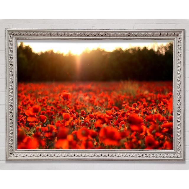 Poppies Meadow Framed Print Bright Star Size: 42cm H x 59.7cm W on Productcaster.