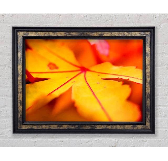 Orange Winter Leaf - Single Picture Frame Art Prints Bright Star Size: 84.1cm H x 142.2cm W x 8cm D on Productcaster.