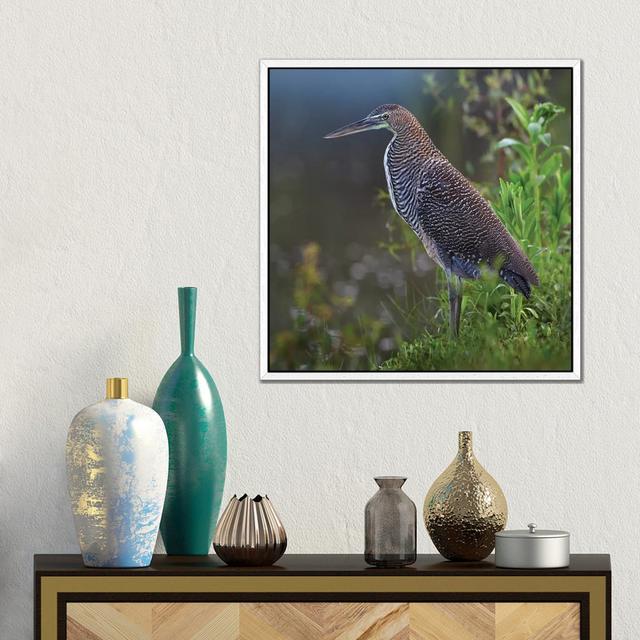 Bare-Throated Tiger Heron Portrait, Costa Rica von Tim Fitzharris - Galerie-verpackte Leinwand Giclée auf Leinwand 17 Stories Format: Weiß gerahmt, Gr on Productcaster.