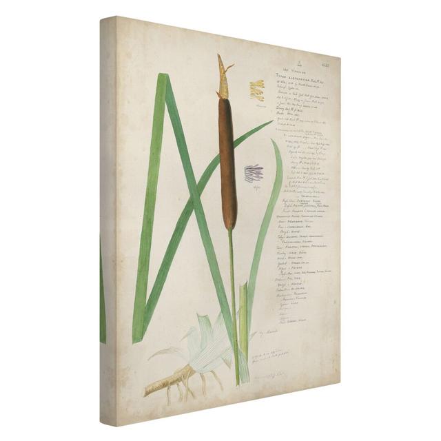 Vintage Botany Drawing Grasses II - Wrapped Canvas Graphic Art Rosalind Wheeler Size: 90cm H x 60cm W, Format: 260g/m² canvas on Productcaster.