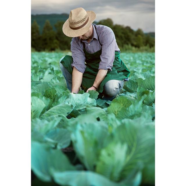 Farmer At His Cabbage Field by Tomasworks - No Frame Art Prints on Canvas Brambly Cottage Size: 76cm H x 51cm W on Productcaster.