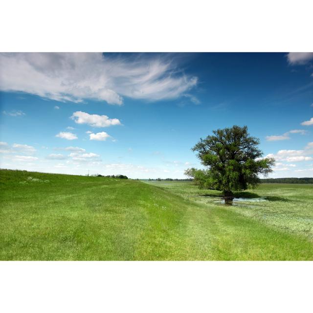 Single Tree Surrounded by Grass by Christian Thiel Net - Wrapped Canvas Photograph 17 Stories Size: 51cm H x 76cm W x 3.8cm D on Productcaster.