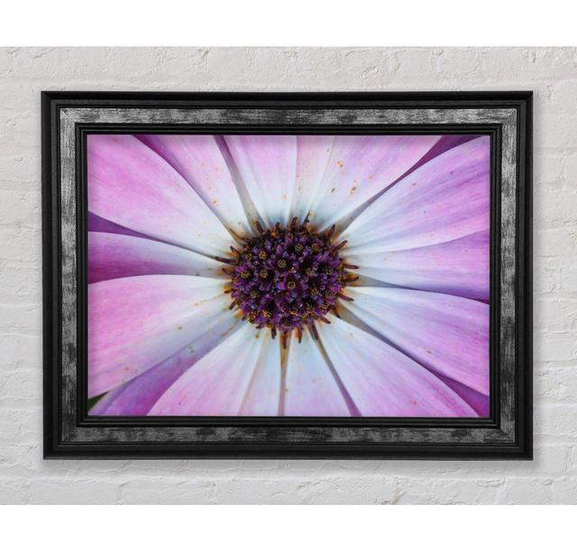 Purple Flower Close Up And Personal - Single Picture Frame Art Prints Bright Star Size: 42cm H x 59.7cm W x 8cm D on Productcaster.