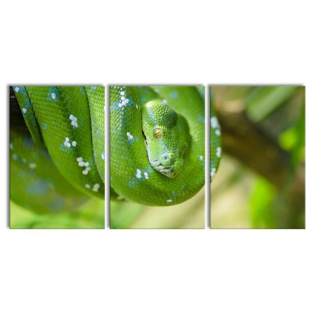 Green Poisonous Tree Snake 3-Piece Photograph Set on Canvas East Urban Home Size: 120cm H x 240cm W on Productcaster.