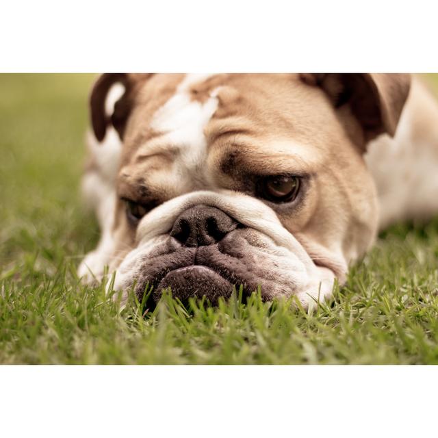 English Bulldog by Jonathandowney - Print 17 Stories Size: 50cm H x 75cm W on Productcaster.