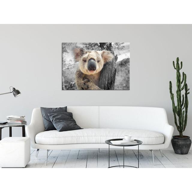 Curious Koala on a Tree, Close-up - Unframed Photograph on Glass Brayden Studio Size: 60cm H x 80cm W x 0.4cm D on Productcaster.