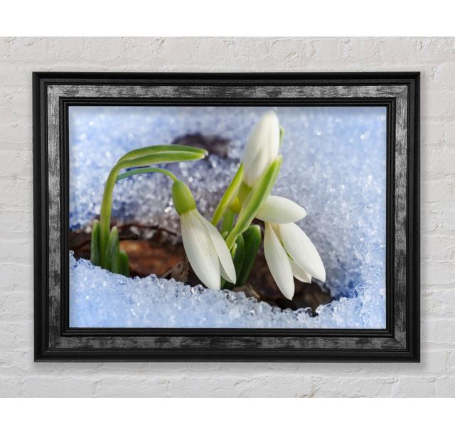 White Snowdrops Peering Through The Snow Framed Print Bright Star Size: 59.7cm H x 84.1cm W on Productcaster.