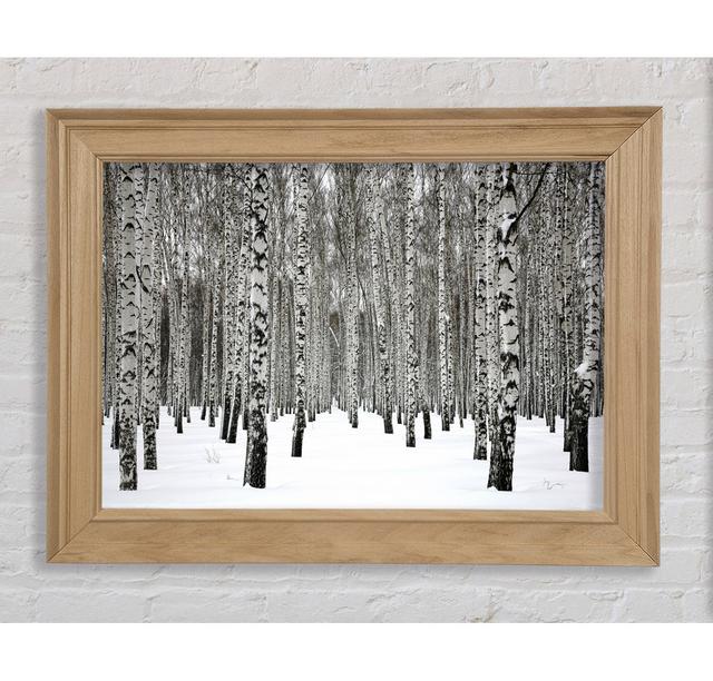 Silver Birch Trees In The Snow - Single Picture Frame Art Prints Bright Star Size: 21cm H x 42cm W on Productcaster.