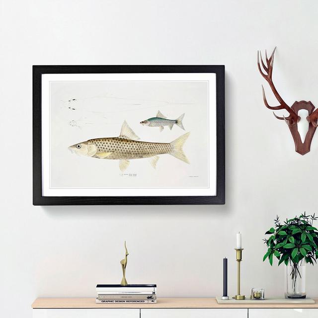 Carp Fish Illustrations by John Edward Gray - Picture Frame Painting Print on MDF East Urban Home Frame Option: Black Framed, Size: 27cm H x 36cm W x on Productcaster.