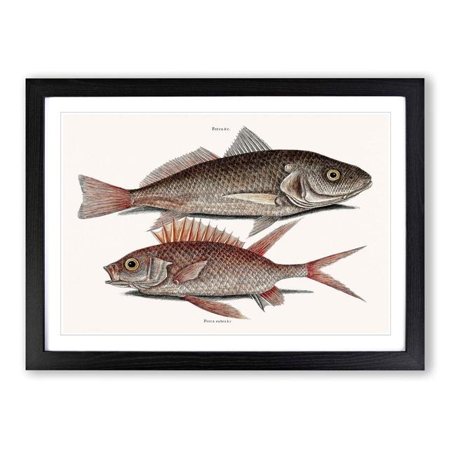 Croaker Fish & Squirrelfish by Mark Catesby - Picture Frame Painting Print East Urban Home Size: 48cm H x 65cm W x 2cm D, Frame Option: Black Framed on Productcaster.