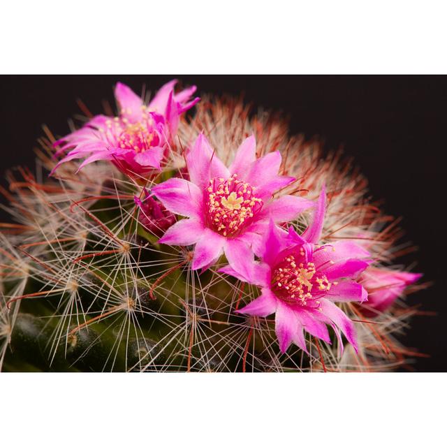 Liberta Blooming Cactus in Desert - Wrapped Canvas Photograph World Menagerie Size: 61cm H x 91cm W x 3.8cm D on Productcaster.