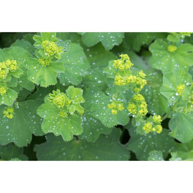 Lady's Mantle Leaves, Yellow Flower Buds with Drops of Water by Sasimoto - Wrapped Canvas Photograph Bay Isle Home Size: 30cm H x 46cm W on Productcaster.