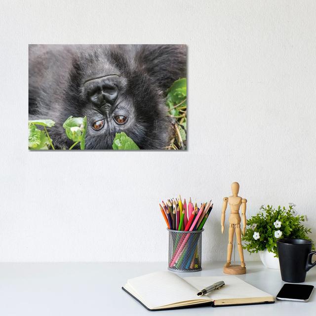 Rwanda, Volcanoes National Park, Ruhengeri, Kinigi. Mountain gorilla I Ivy Bronx Format: Wrapped Canvas, Size: 20.32cm H x 30.48cm W x 1.905cm D on Productcaster.