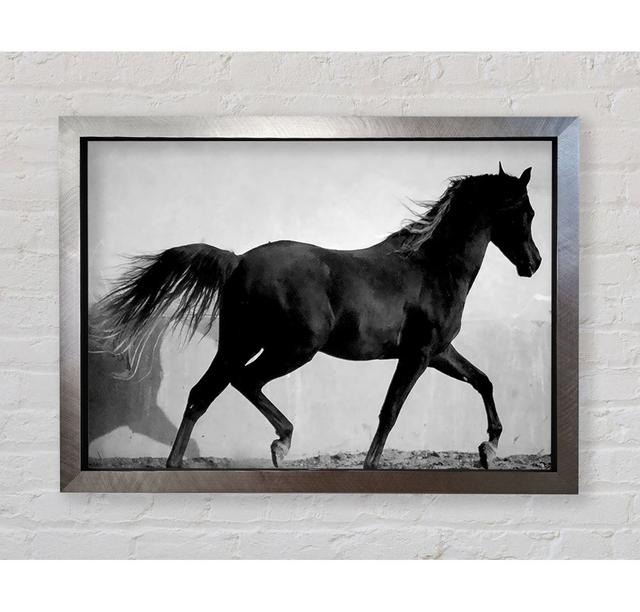 Wildpferde B N W - Druck Bright Star Größe: 42cm H x 59,7cm B x 3,4cm T on Productcaster.