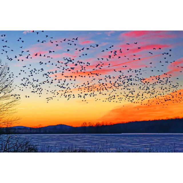 Snow Geese Flying by Delmas Lehman - Wrapped Canvas Print 17 Stories Size: 51cm H x 76cm W on Productcaster.