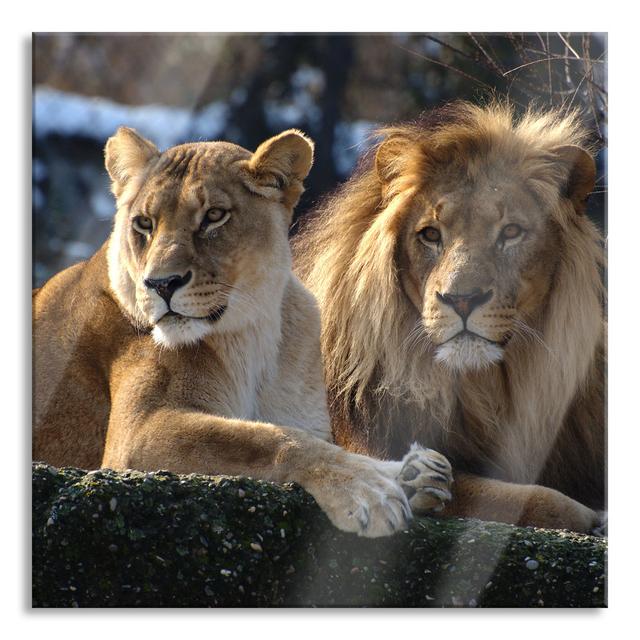 Attentive Lion Couple - No Frame Print on Glass Brayden Studio Size: 60cm H x 60cm W x 0.4cm D on Productcaster.