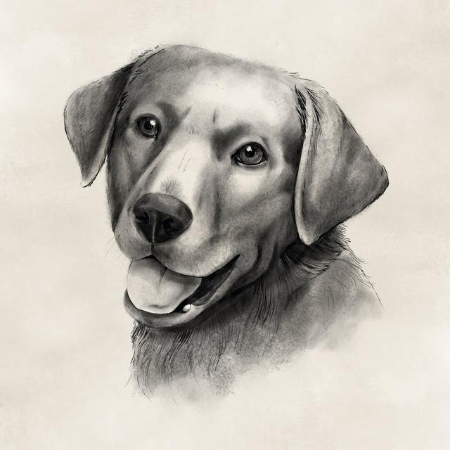 Charcoal Labrador II by Grace Popp - Wrapped Canvas Print Rosalind Wheeler Size: 51cm H x 51cm W x 3.8cm D on Productcaster.