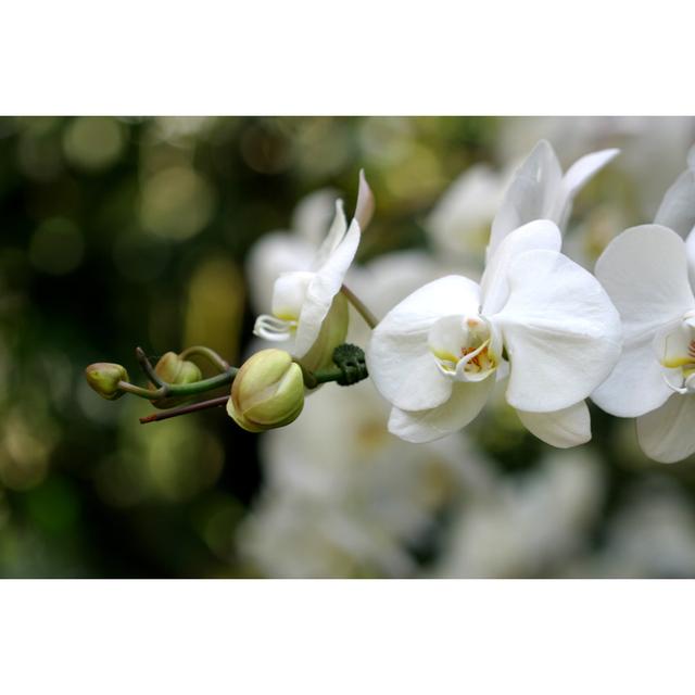 A Close Up Of White Orchids In Bloom by Petershort - Wrapped Canvas Art Prints 17 Stories Size: 61cm H x 91cm W on Productcaster.