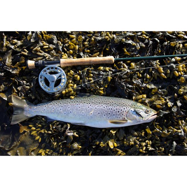 Sea Trout 148226013 House of Hampton Size: 81cm H x 122cm W x 3.8cm D on Productcaster.