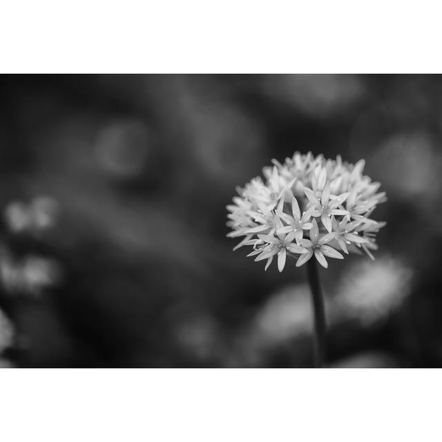 Lasharne Allium Ursinum In Bloom by Ulrich Roesch - Wrapped Canvas Print 17 Stories Size: 61cm H x 91cm W x 3.8cm D on Productcaster.