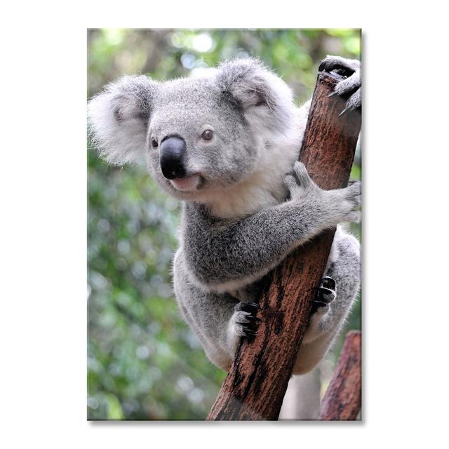 Curious Koala On A Tree Trunk - No Frame Print on Glass 17 Stories Size: 100cm H x 70cm W x 0.4cm D on Productcaster.