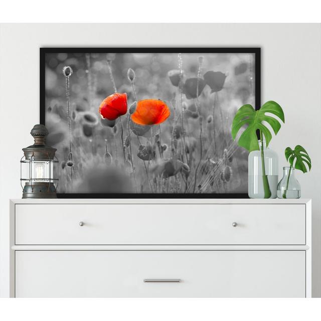 Gerahmter Grafikdruck "Poppies in Poppy Field" ModernMoments Größe: 80 cm H x 60 cm B x 2.5 cm T on Productcaster.